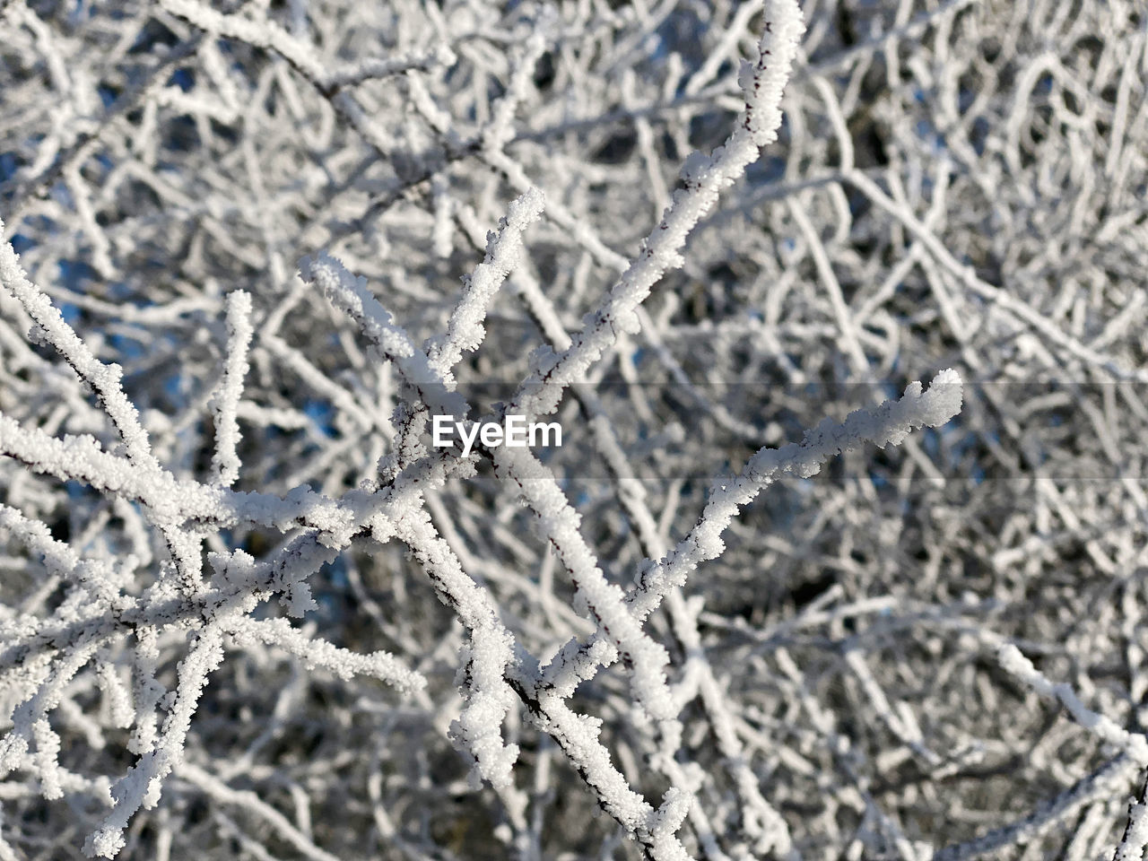 frost, winter, branch, cold temperature, snow, freezing, ice, frozen, close-up, no people, backgrounds, nature, full frame, focus on foreground, twig, plant, day, white, selective focus, snowflake, tree, pattern, outdoors, beauty in nature, leaf, tranquility, fragility