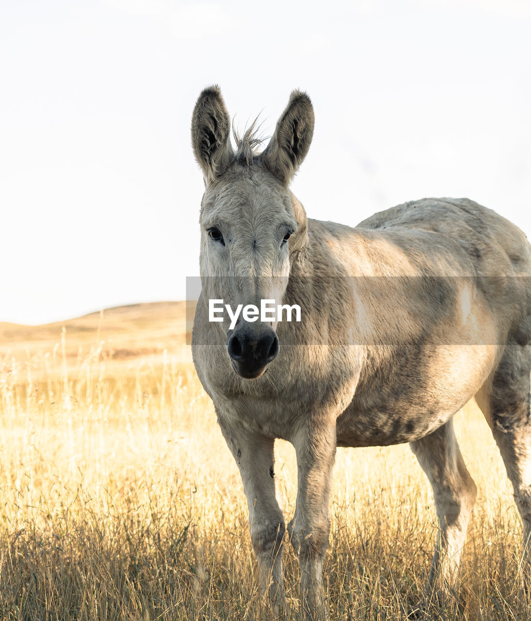 animal, animal themes, mammal, animal wildlife, one animal, nature, grass, portrait, mustang horse, landscape, wildlife, no people, domestic animals, plant, looking at camera, outdoors, standing, day, environment, sky, mare, rural scene, field, livestock, horse, land, pack animal, pasture