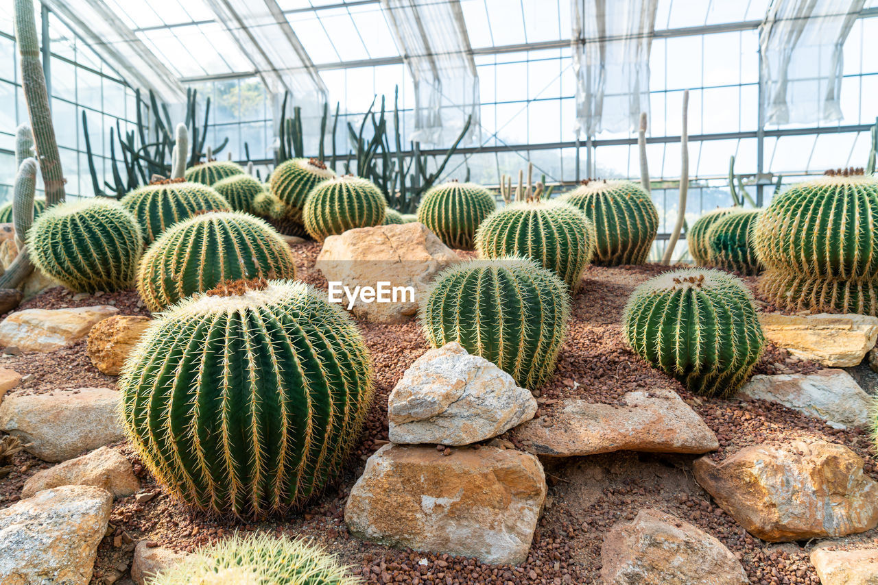 CACTUS PLANTS IN GREENHOUSE