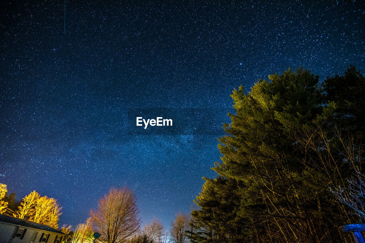 LOW ANGLE VIEW OF TREES AGAINST SKY