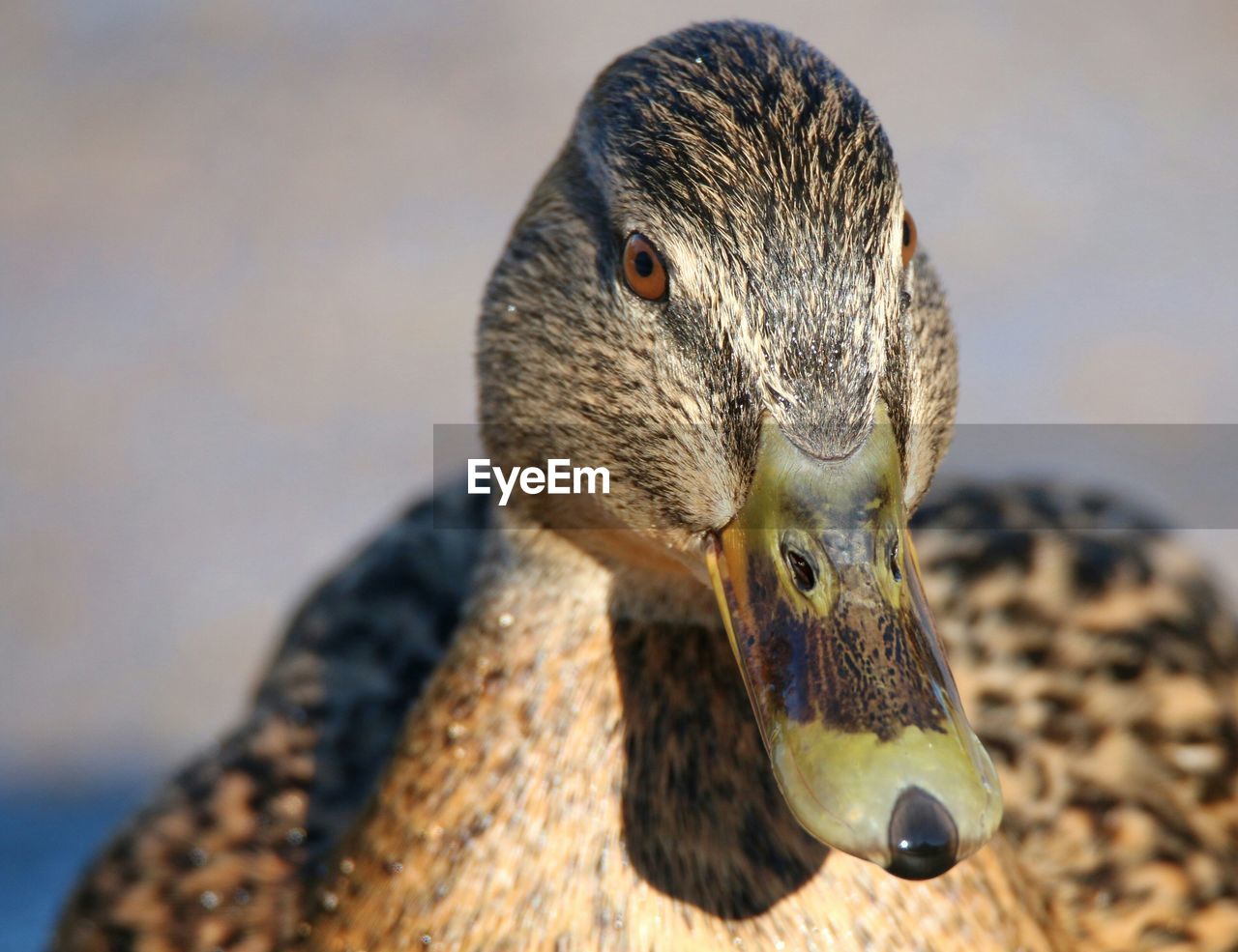 Close-up portrait of mallard duck