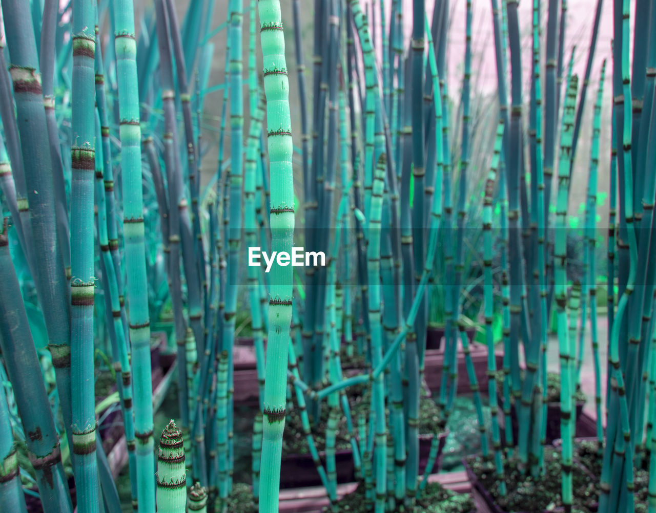 FULL FRAME SHOT OF BAMBOO PLANTS