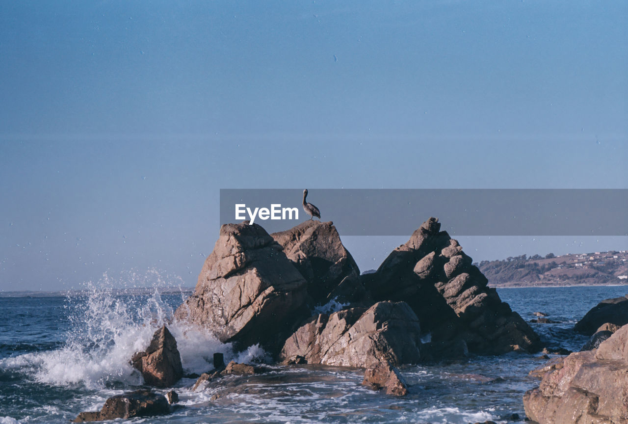 VIEW OF SEAGULL ON ROCK