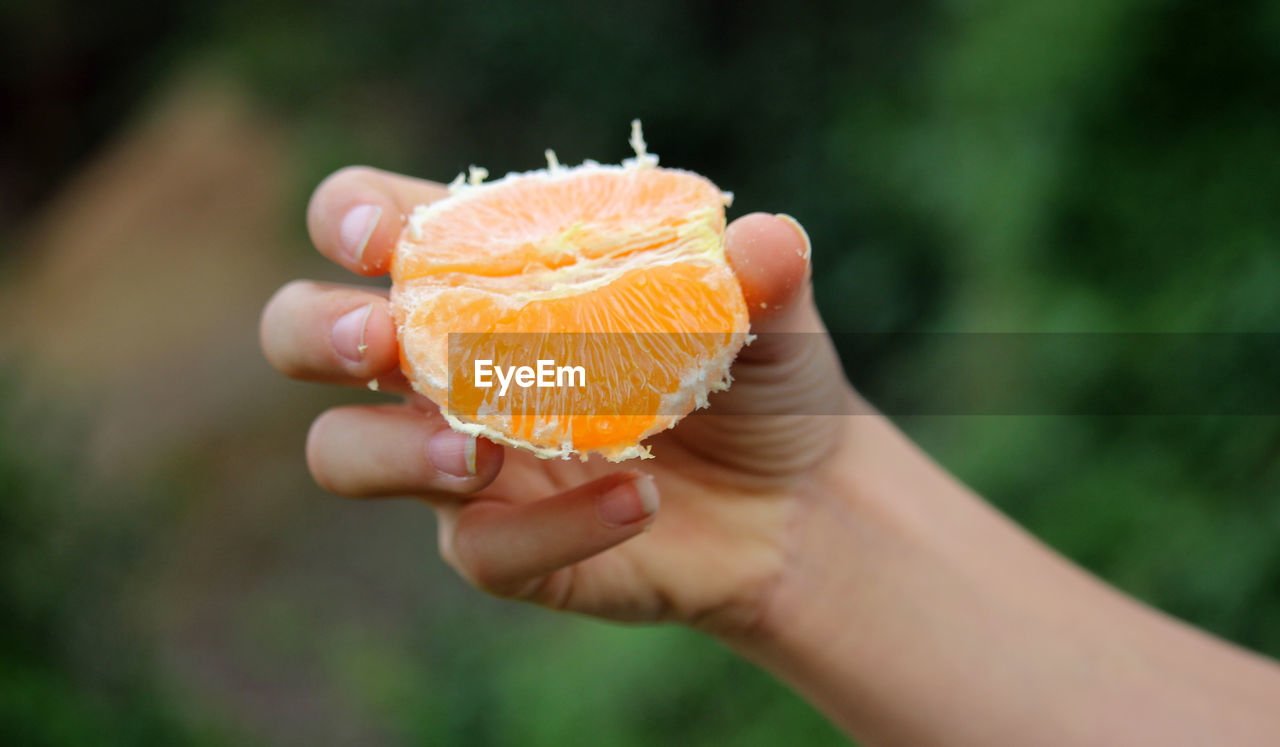 Cropped image of hand holding orange slices