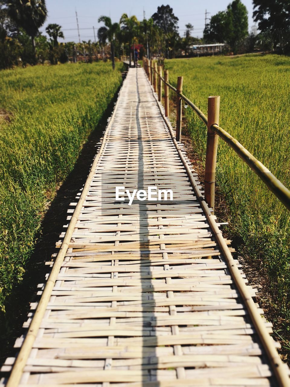 SURFACE LEVEL OF WOODEN WALKWAY ALONG TREES