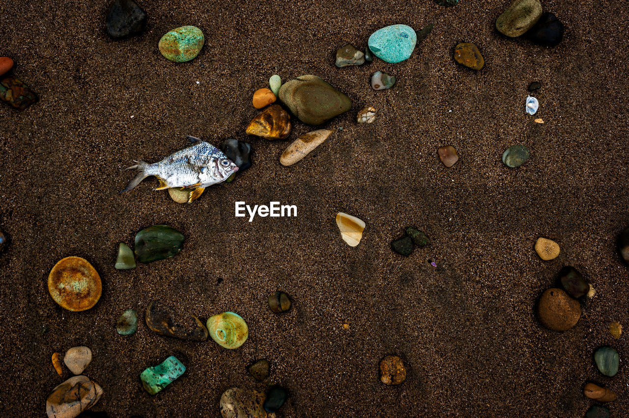 High angle view of dead fish with pebbles on sand at beach