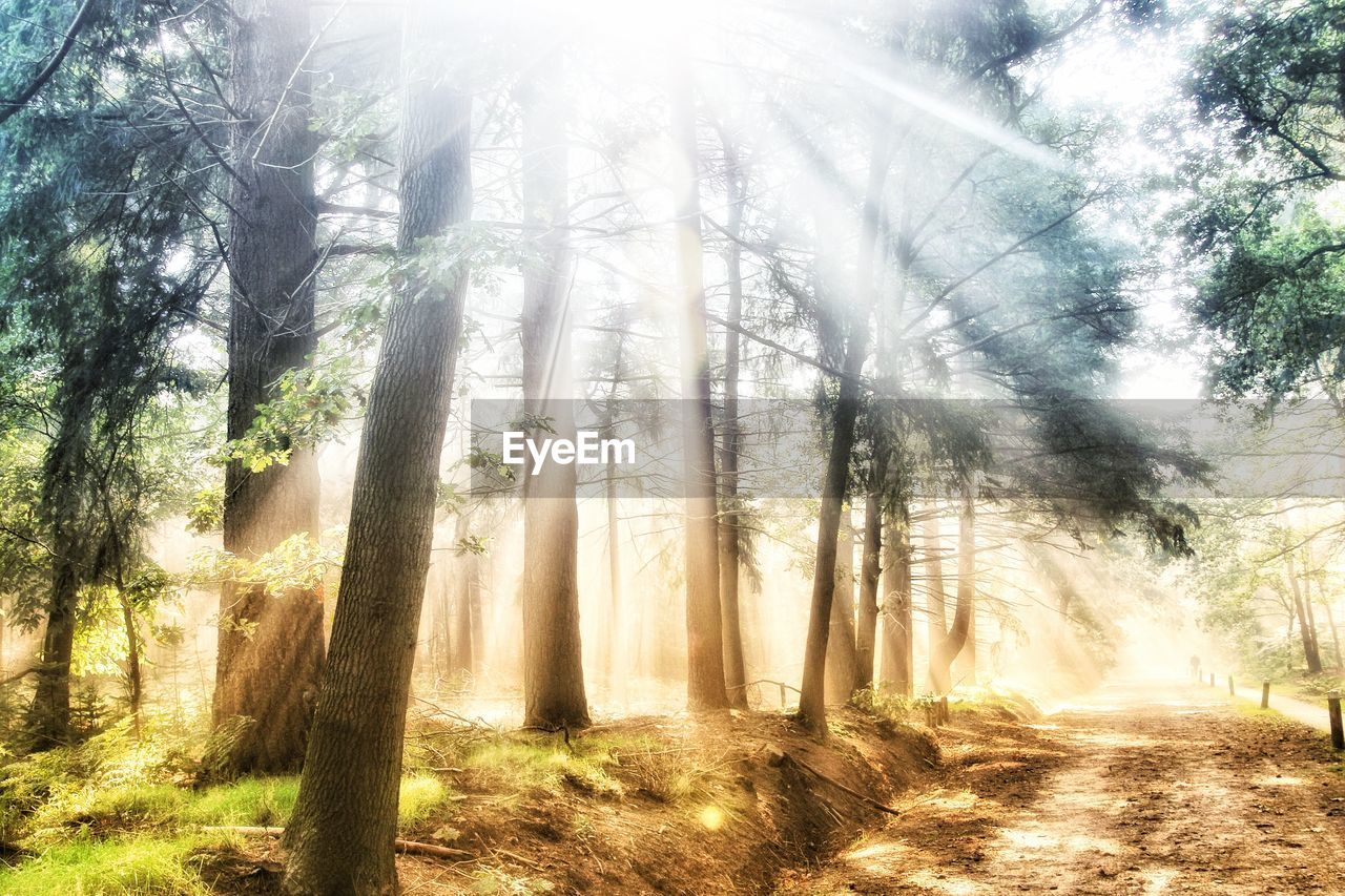 Trees in forest against bright sun