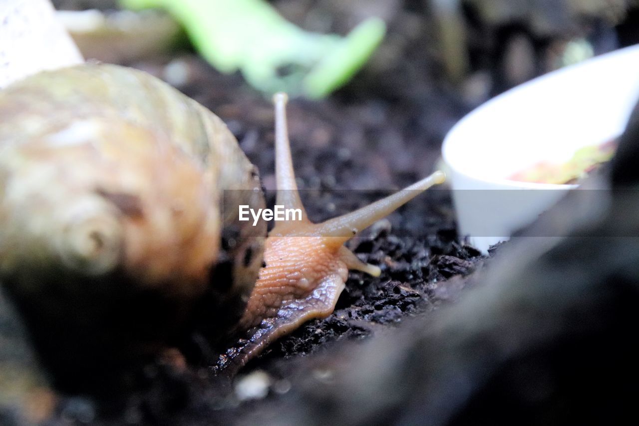 CLOSE-UP OF SNAIL ON A LEAF