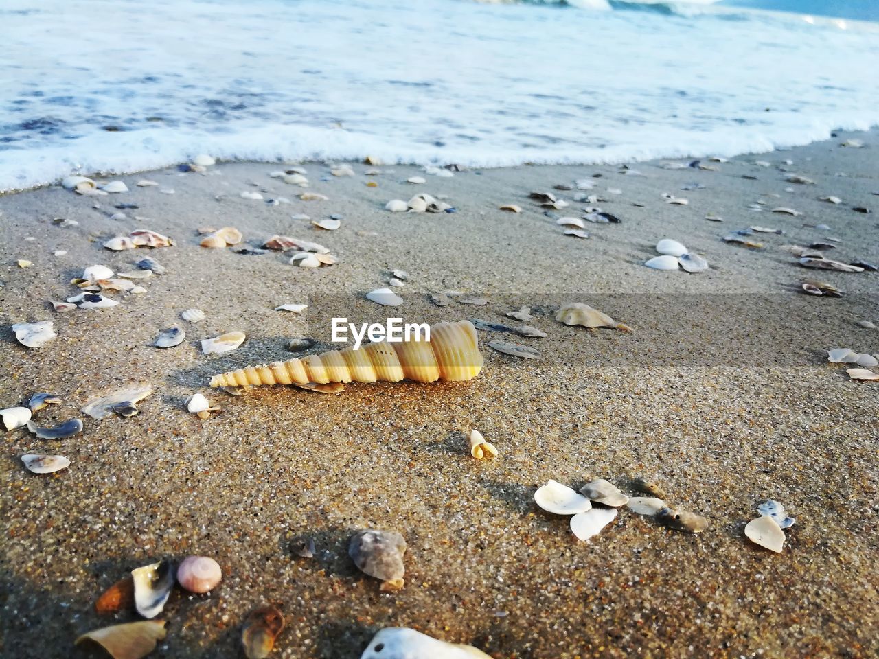 HIGH ANGLE VIEW OF SHELL ON BEACH