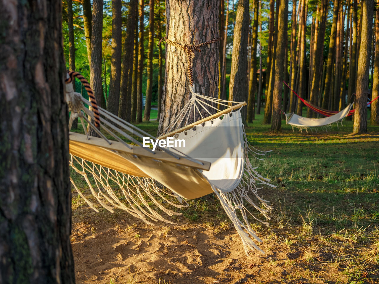 White hammocks hanging between the pine trees in a forest. slow life and outdoor recreation concept