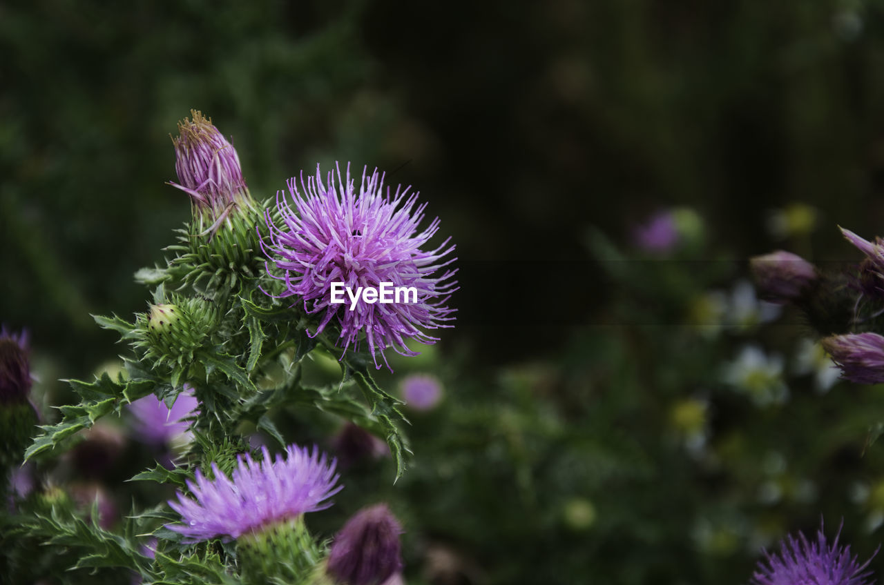 Close-up of purple thistle flowers