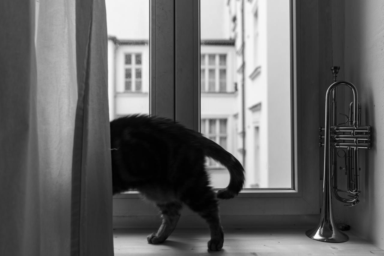 black, animal, animal themes, one animal, white, domestic animals, mammal, pet, cat, black and white, monochrome, monochrome photography, window, indoors, domestic cat, door, entrance, feline, no people, dog, canine, home interior, day, full length