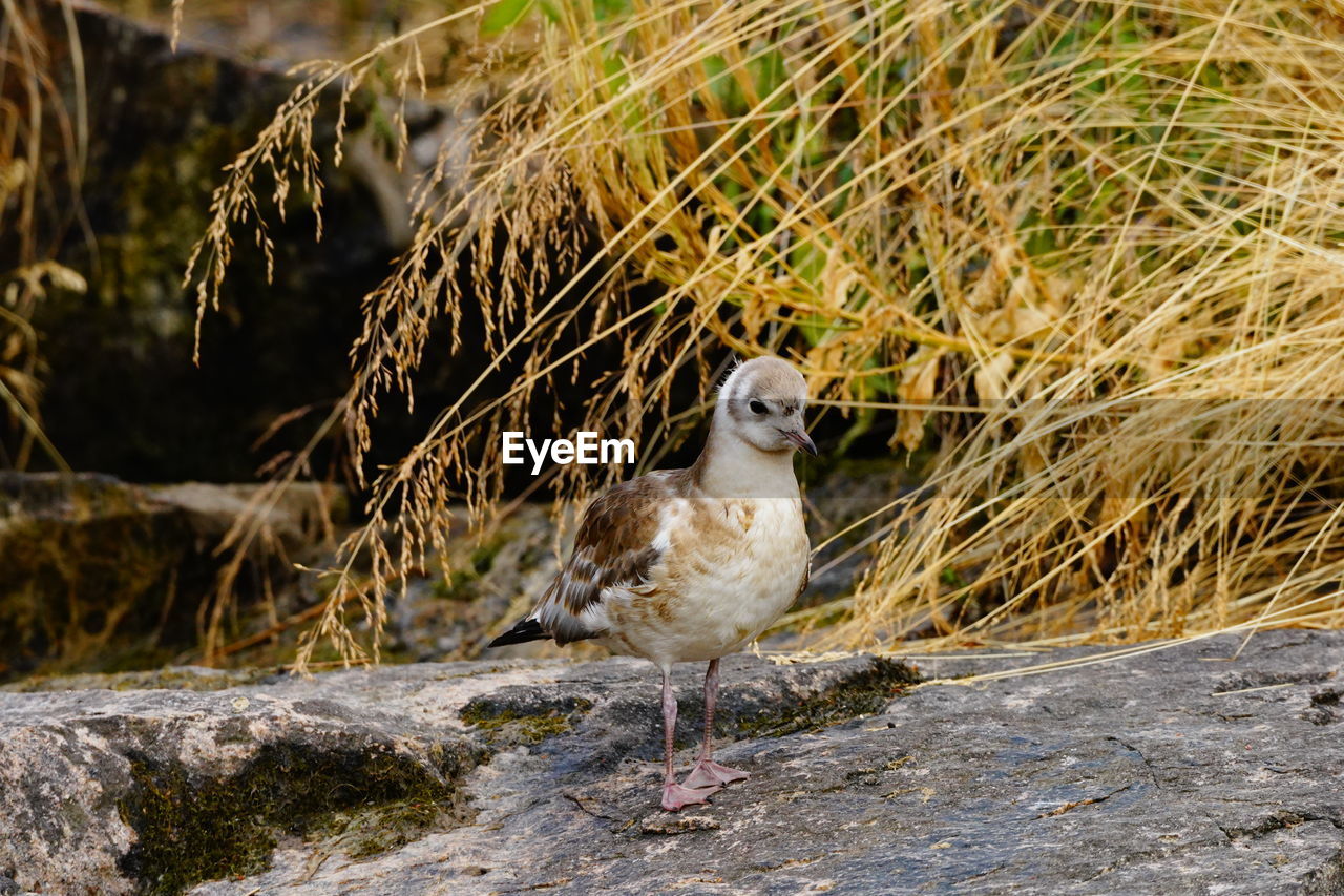 PORTRAIT OF BIRD PERCHING ON ROCK IN SUNLIGHT