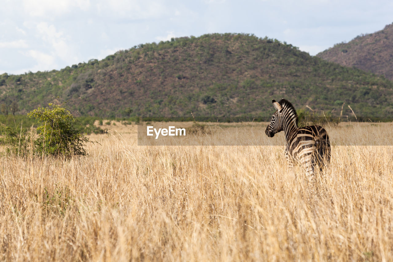 VIEW OF TWO ZEBRAS ON FIELD