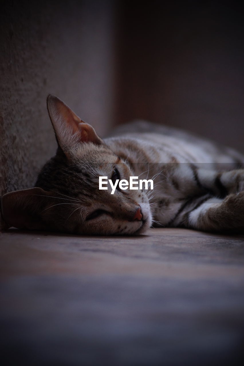 Close-up of cat sleeping