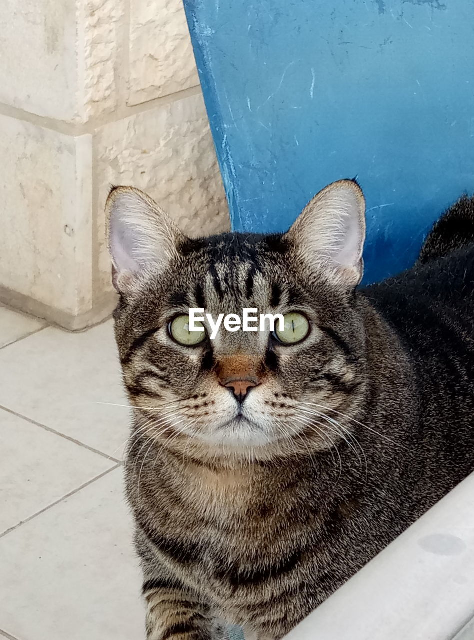 Close-up portrait of cat