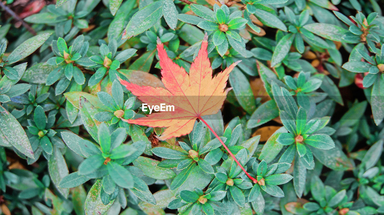 HIGH ANGLE VIEW OF AUTUMNAL LEAVES ON TREE