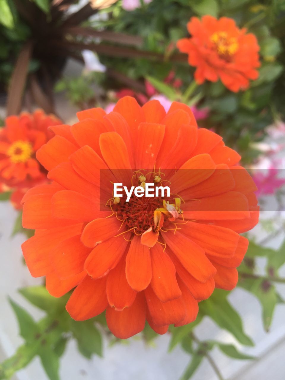 CLOSE-UP OF HONEY BEE ON ORANGE FLOWER