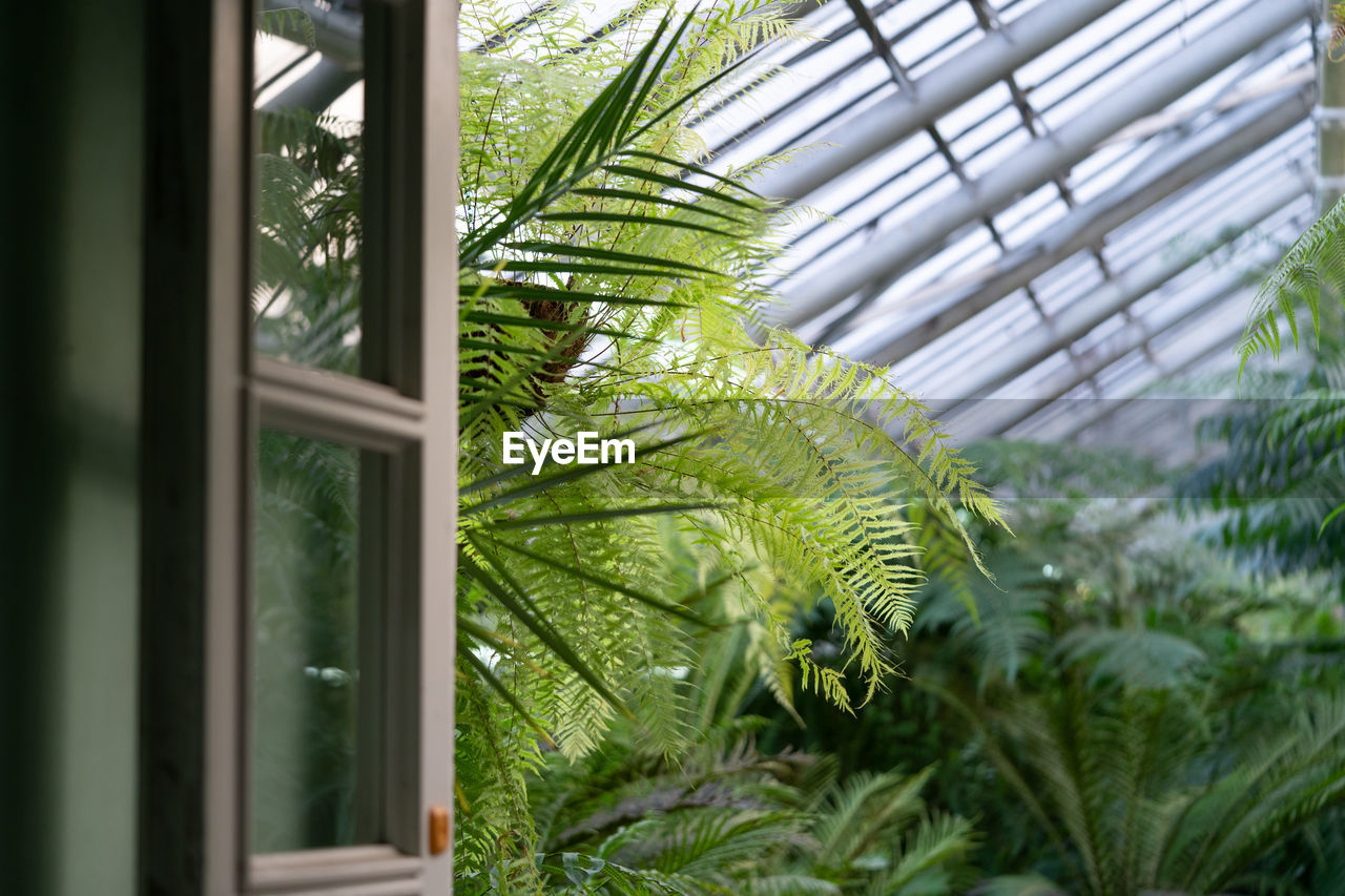 Greenhouse or orangery with tropical exotic plants. interior of subtropical winter garden