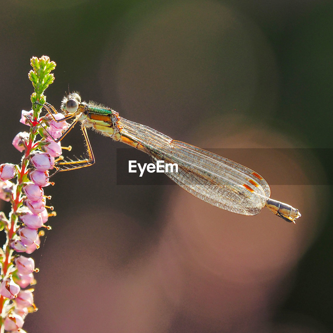 Close-up of damselfly pollinating flowers