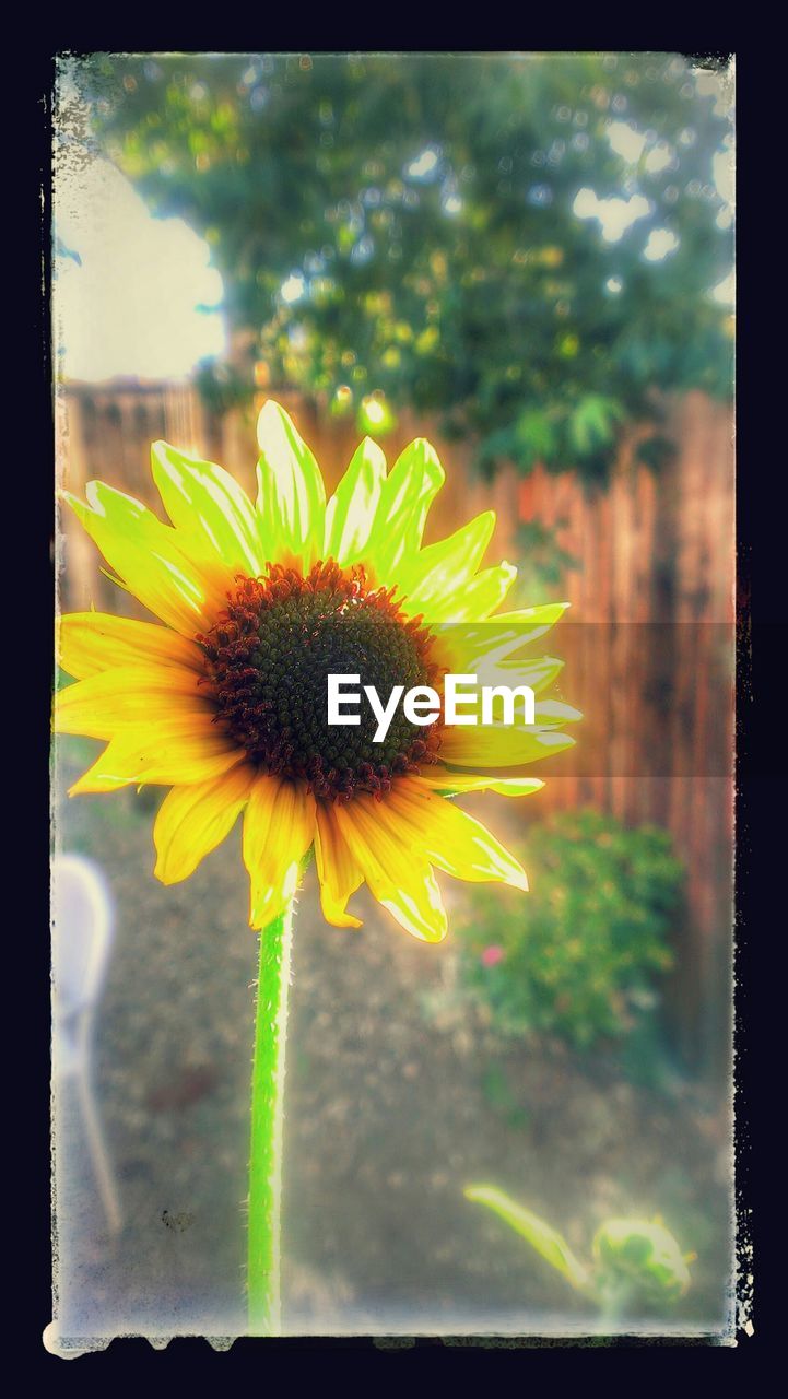 CLOSE-UP OF YELLOW FLOWER