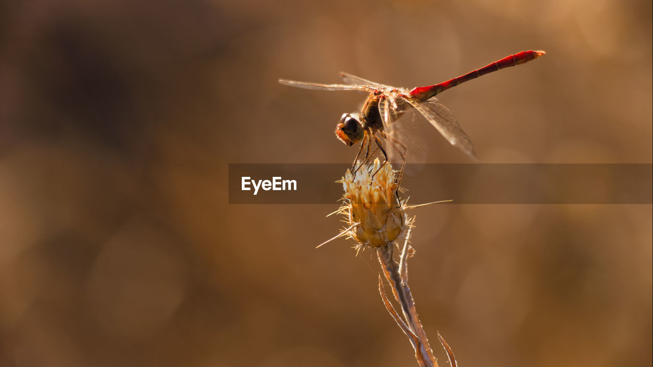 Closeup of a dragonfly sitting still on a brier under the beautiful orange sunlight in the steppe .