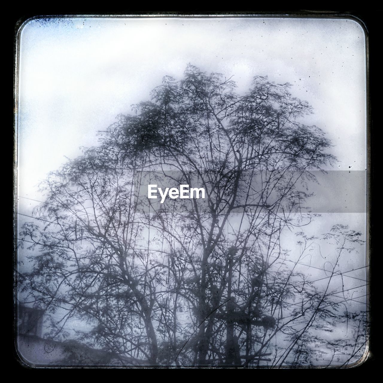 LOW ANGLE VIEW OF BARE TREES AGAINST SKY