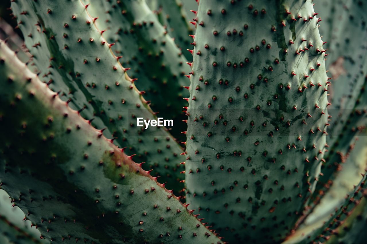 Full frame shot of succulent plant