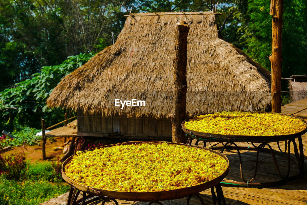 TABLE AND TABLES AGAINST PLANTS