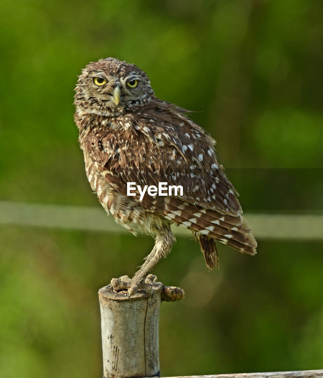 Close-up of owl perching on wooden post