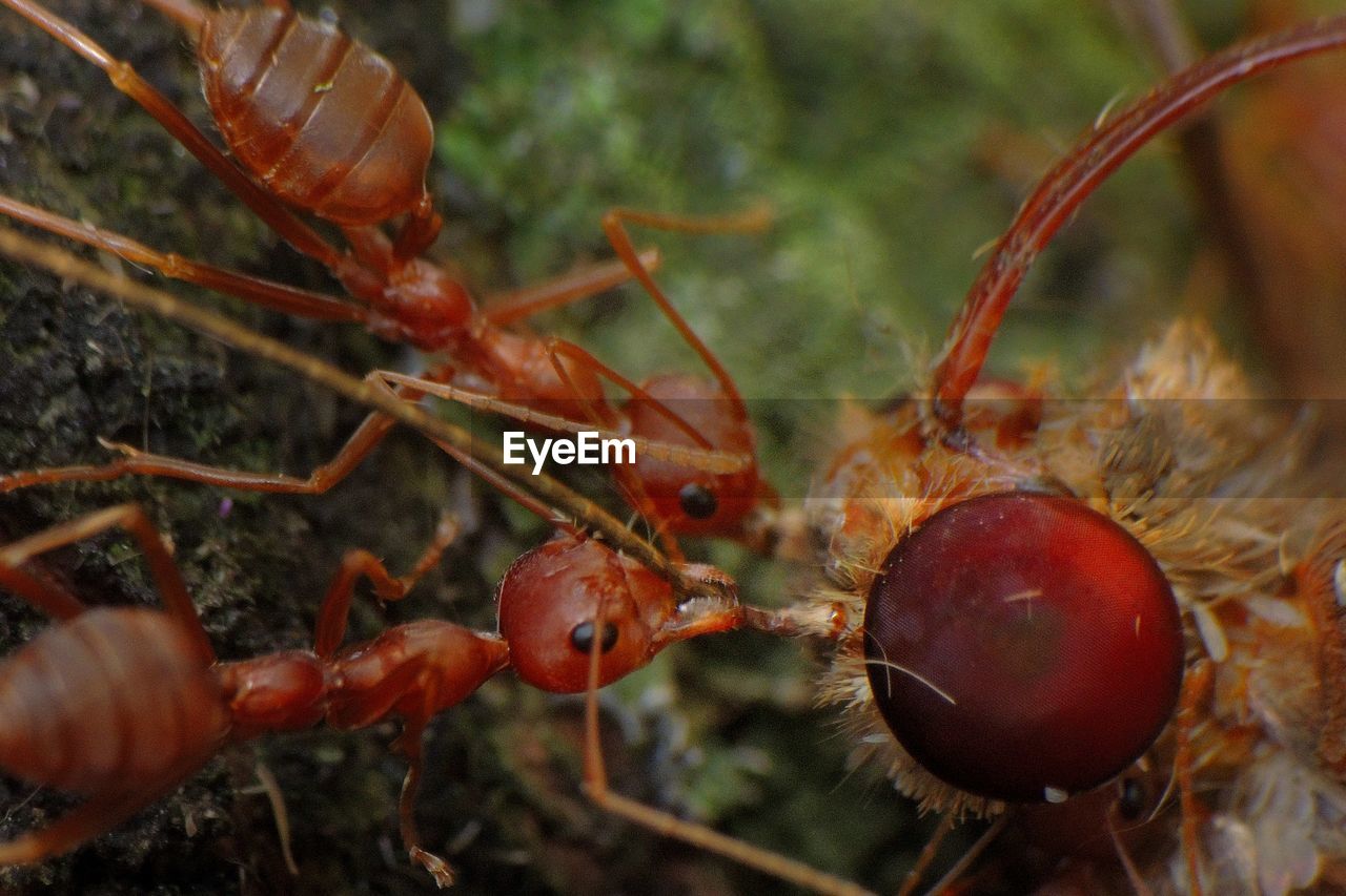 Close-up of insects