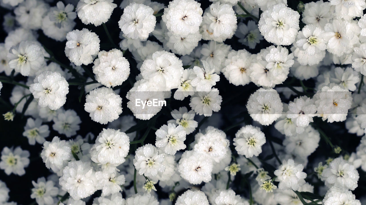 Gypsophila flowers blooming close - up view, gypsophila blooming background