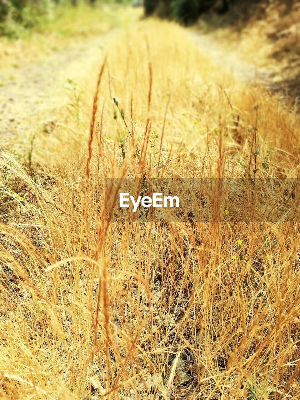 CLOSE-UP OF GRASS GROWING IN FIELD