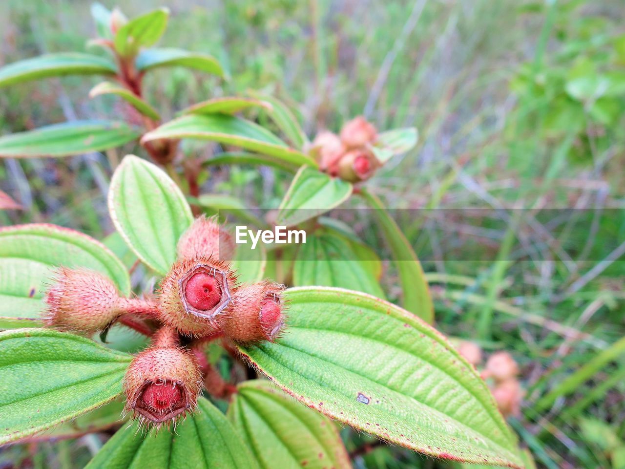 CLOSE-UP OF PLANTS