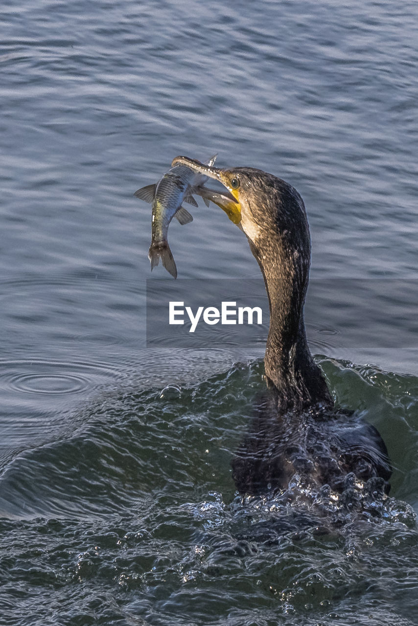 High angle view of bird in lake with fish in beak