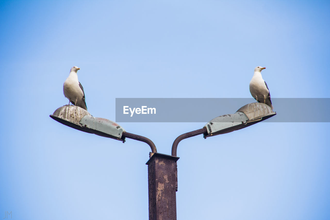 Low angle view of seagulls perching on street light against sky