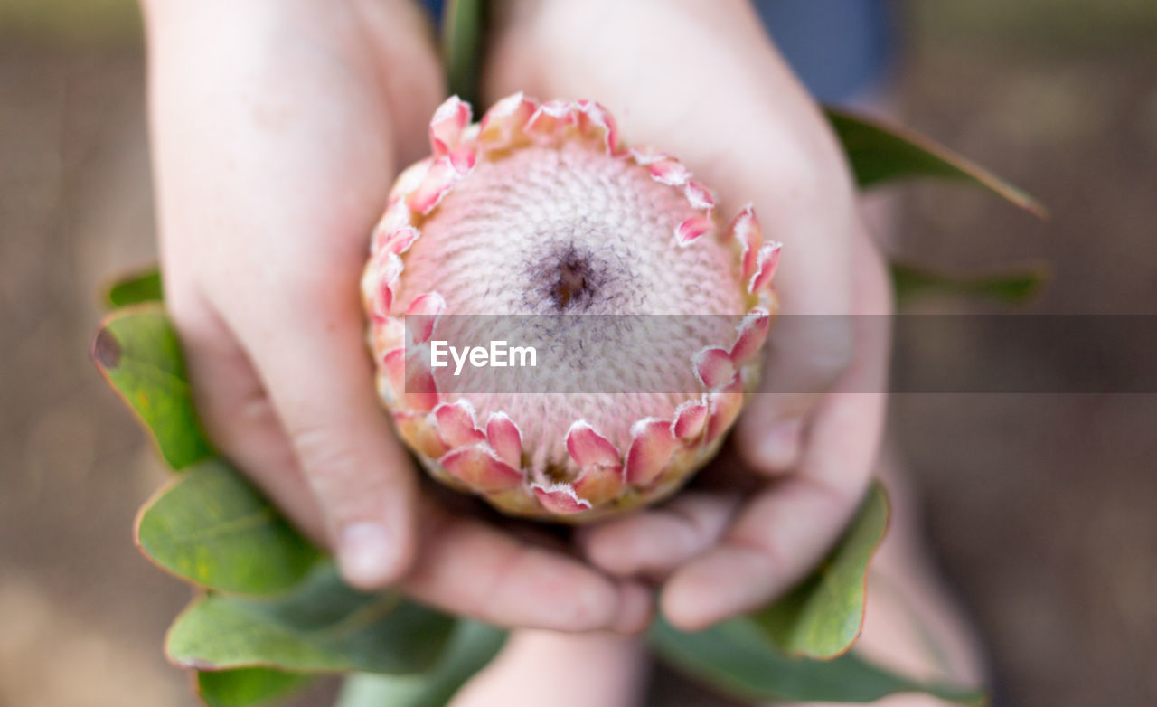 Close-up of hands holding flower