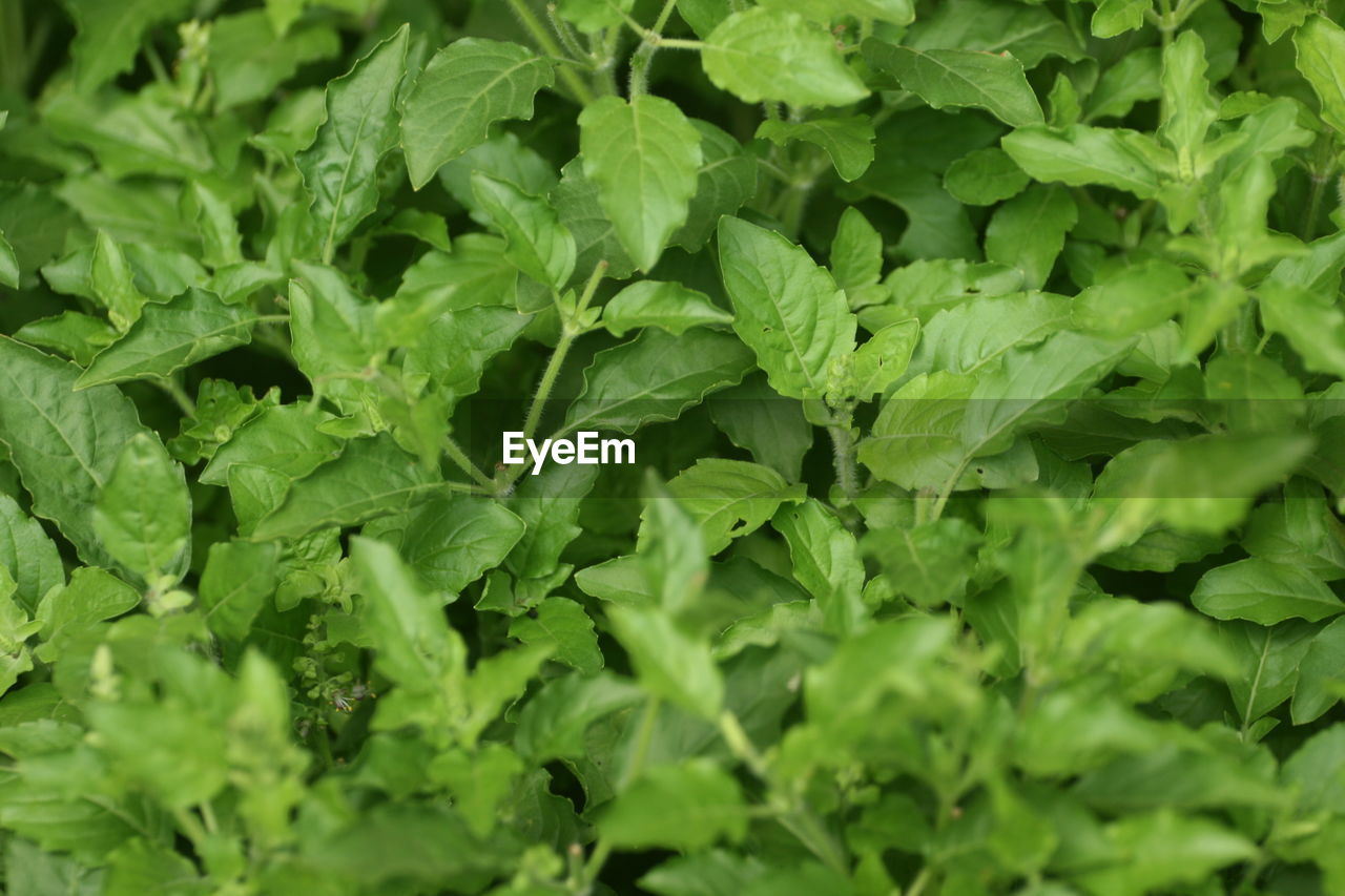 Full frame shot of thai holy basil green leaves