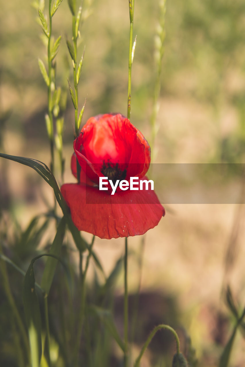 Close-up of red poppy flower on field