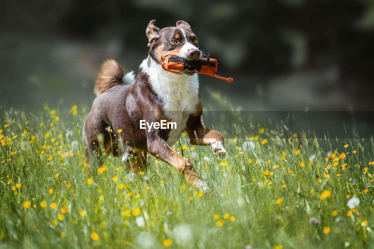 Dog running amidst flowering plants on field