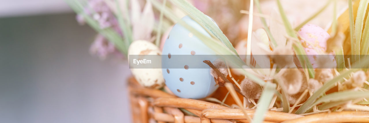 plant, food, egg, nature, close-up, easter, easter egg, tradition, no people, food and drink, celebration, holiday, selective focus, agriculture, springtime, growth, macro photography, animal, outdoors, crop, freshness, flower, decoration, beauty in nature, grass