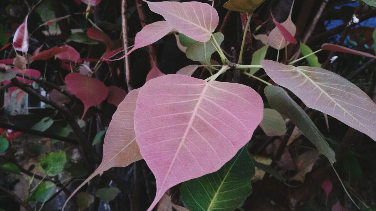 CLOSE-UP OF PLANT GROWING ON LEAF