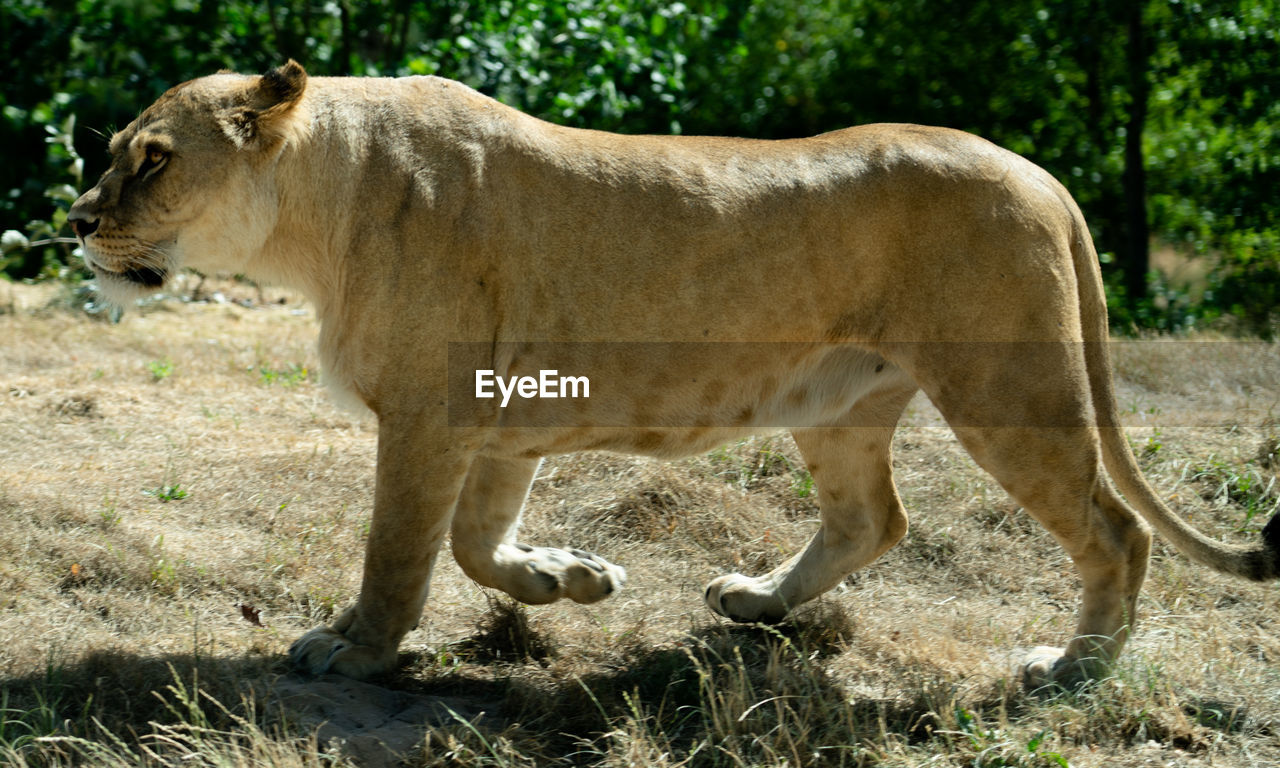 Side view of lioness walking on land