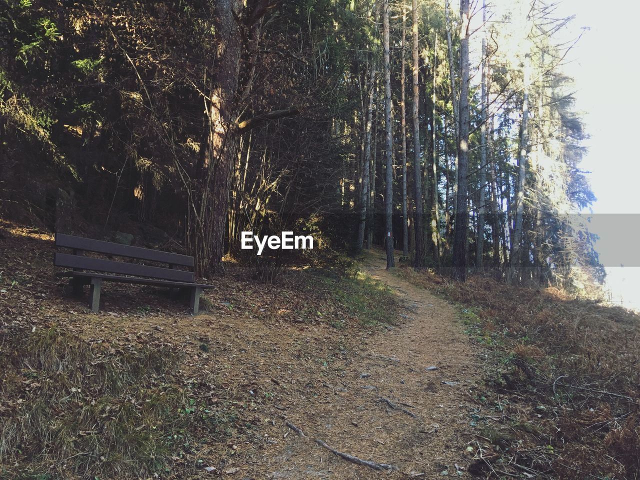 VIEW OF TREES IN FOREST