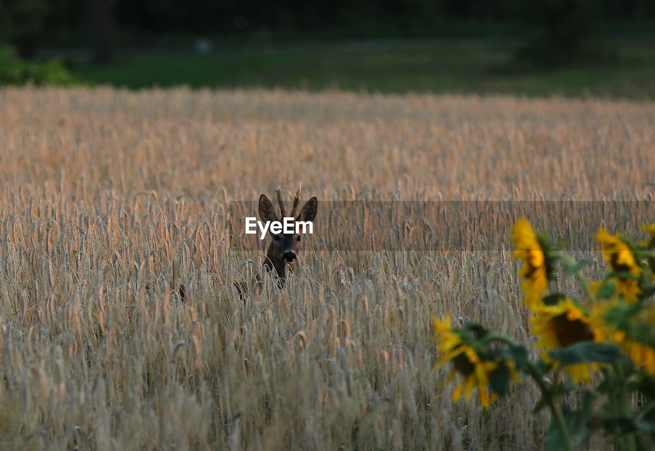 View of deer on field