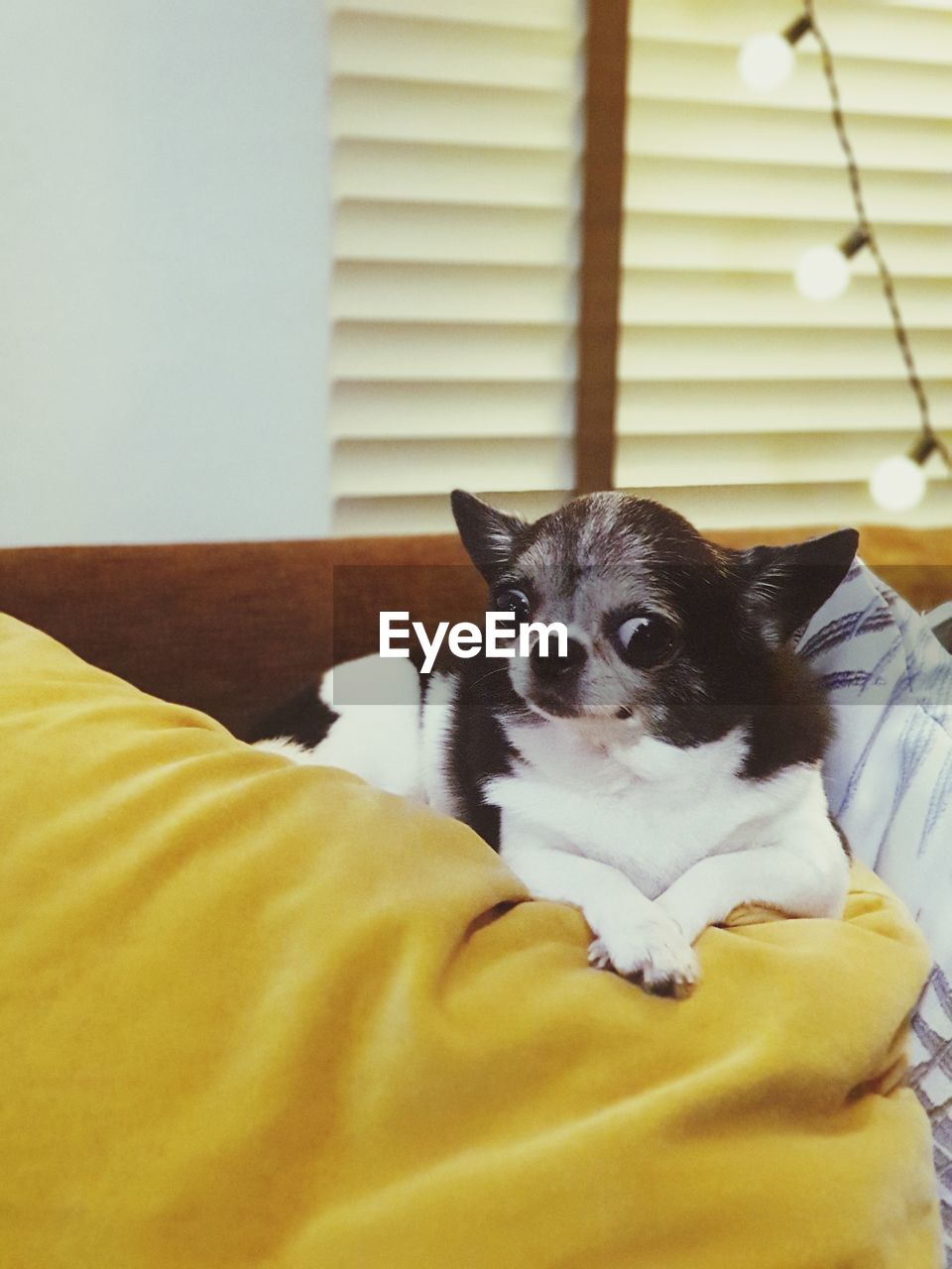 PORTRAIT OF CAT RELAXING ON BED AT HOME