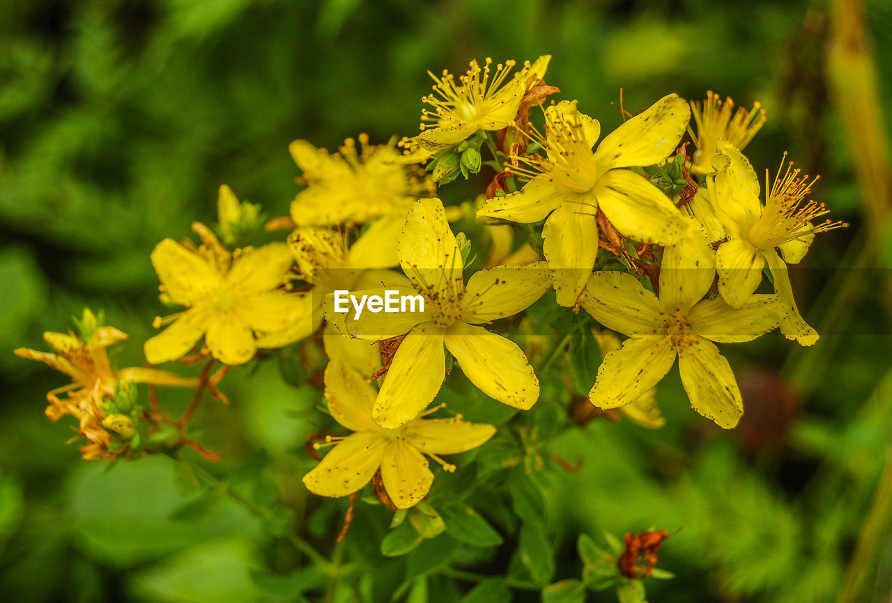 Close-up of yellow flowers blooming outdoors