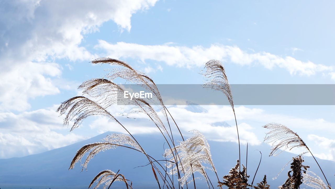 Low angle view of tall grass against blue sky