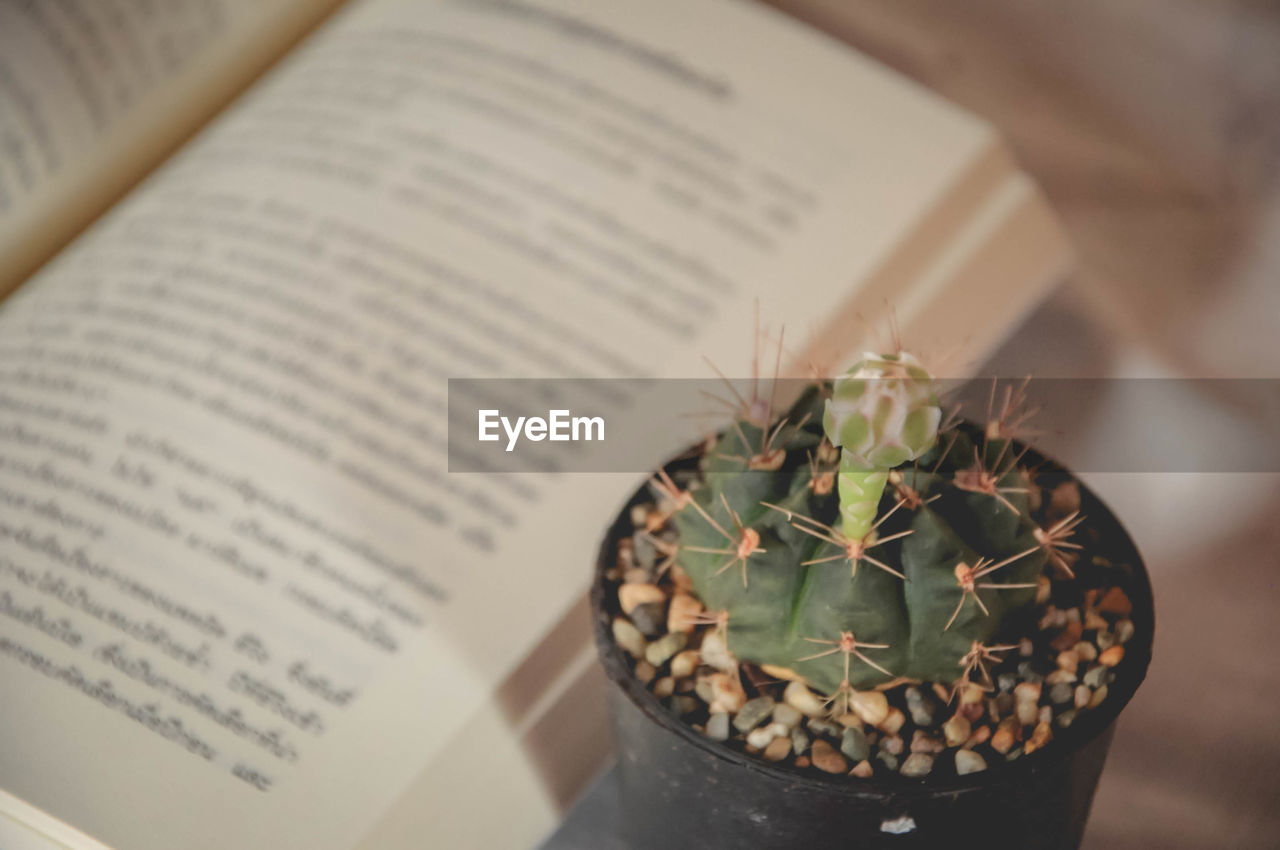 HIGH ANGLE VIEW OF POTTED PLANT IN BOOK