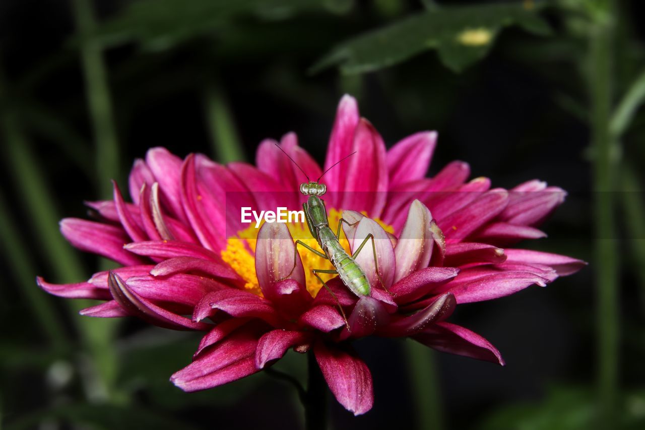 Close-up of pink flower with a green mantic